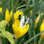 Pan Motyl (thx Mo)